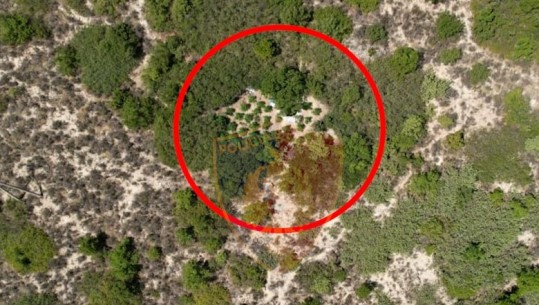 Droni ‘zbulon’ parcelën më kanabis në mes të pyllit në Gjirokastër, arrestohet 50-vjeçari