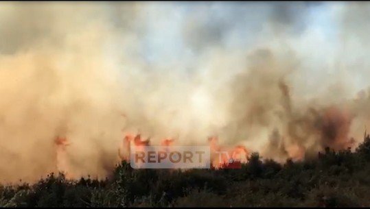 Vlorë, zjarr i madh në kodrat me ullinj në fshatin Trevllazër! Era favorizon flakët (VIDEO)