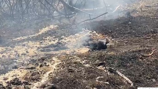 Zjarr në Peshtan të Fierit, flakët përfshijnë dy hektarë tokë