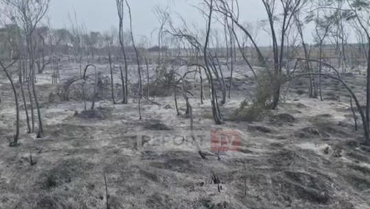 Zjarr i fuqishëm në Godull të Semanit, përfshihet nga flakët zona pyjore me pisha, u rrezikua edhe gazsjellësi TAP! Zarka: U dogjën rreth 15 ha, kemi marrë masa 