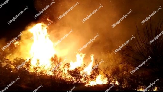 Zjarr gjatë natës në Dukat të Vlorës, digjen rreth 300 rrënjë ullinj! Dyshohet të ketë qenë i qëllimshëm (VIDEO)