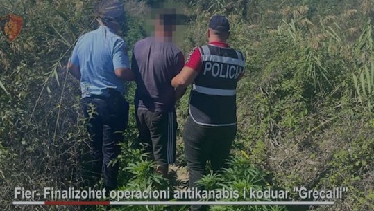Kishte mbjellë kanabis në tokën e tij, arrestohet 28-vjeçari në Fier (VIDEO)