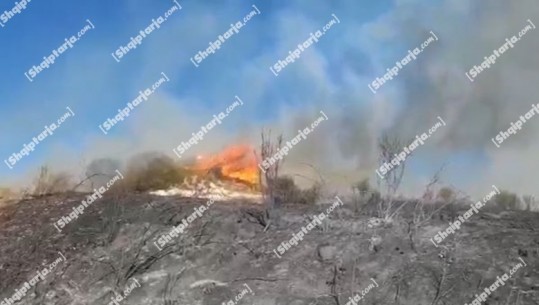 Zjarr masiv në tokën me ullinj në Patos të Fierit, flakët favorizohen nga era (VIDEO)