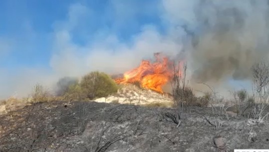 Zjarr masiv në token me ullinj në Patos të Fierit, flakët favorizohen nga era