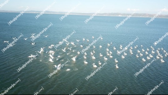 VIDEOLAJM/ Spektakël në Lagunën e Nartës, për herë të parë pas shumë vitesh, mbi 200 pelikanë kaçurrel 