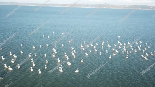 Spektakël në Lagunën e Nartës, për herë të parë pas shumë vitesh, mbi 200  pelikan kaçurrel