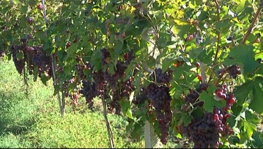 Vreshtat plot në Lushnjë, rrushi shitet nën kosto, nuk mbulon as shpenzimet e prodhimit