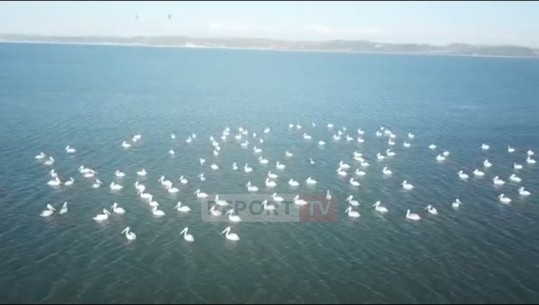 Narta, ‘shtëpia’ e përkohshme e 200 pelikanëve kaçurrel! Specialisti i zonave të mbrojtura: Kanë ardhur pasi gjejnë ushqim