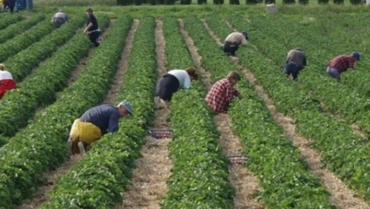 Greqi/ Mungesa për punëtorët sezonalë, kërkohet ndihmë nga Shqipëria