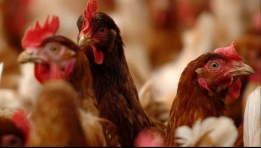 Shpërthimi rekord i gripit të shpendëve, 48 milionë zogj të asgjësuar në Mbretërinë e Bashkuar dhe BE