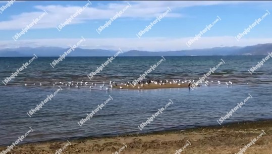 Plazhi i Pogradecit “popullohet” në vjeshtë nga shpendët