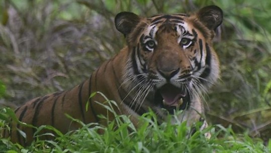 Sulmoi për vdekje 9 persona dhe ishte kthyer në tmerrin e banorëve, vritet tigri në Indi