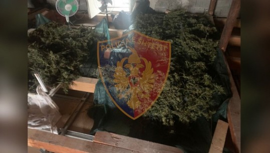 Operacion anti-drogë në Shkodër, sekuestrohen 22 kg kanabis në Vau të Dejes! Në pranga babë e bir, në kërkim bashkëpunëtori