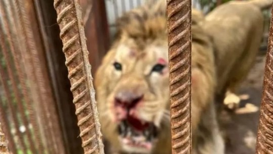 Lufta në Ukrainë/ Shpëtohen 9 luanë! Dërgohen në Kopshtin Zoologjik në SHBA