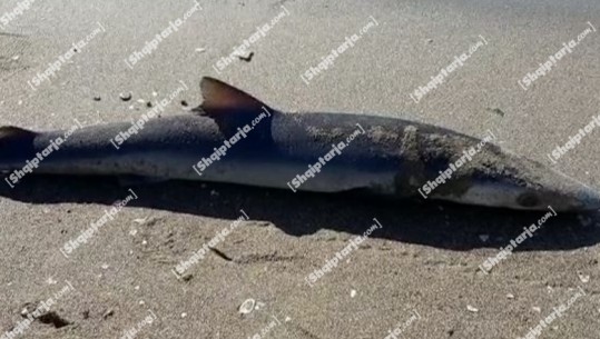 Vlorë/ Gjendet një peshkaqen i ngordhur në Plazhin e Vjetër