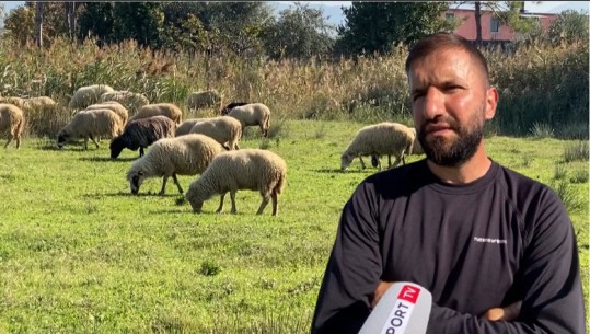 Lezhjani çel fermë në vendlindje: Më paragjykonin kur më shihnin me dele! Emigrimi s’është dasmë, guri i rëndë peshon në vend të vet