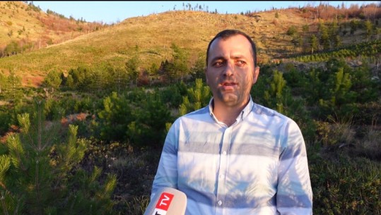 Minierat dëmtojnë pyjet, policia patrullim natën në Bulqizë! Drejtori i Pyjores: Po mbjellim 2300 pisha në thekër
