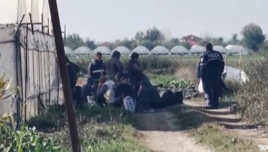 VIDEO/ Operacion antidrogë në Berat, zbulohen 2 hektarë tokë të mbjella me kanabis! Shoqërohen gratë që ishin punësuar, arrestohet grupi i armatosur që ruante serat (EMRAT)