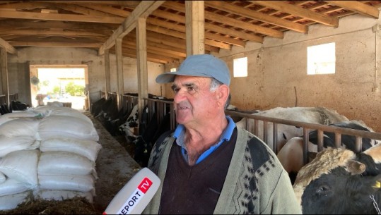 Gjithë familja punon në fermë, historia e blegtorit në Selenicë: Shesim 600 litra qumësht në ditë, kemi fitime të kënaqshme! Do e zgjerojmë punën
