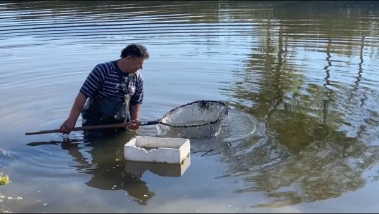 ‘Si kam le, nana më ka ba me kallam në dorë...’, 60-vjeçari në Lezhë një jetë në kërkim të ushqimit për peshkim! Ka disa sëmundje, por nuk dorëzohet