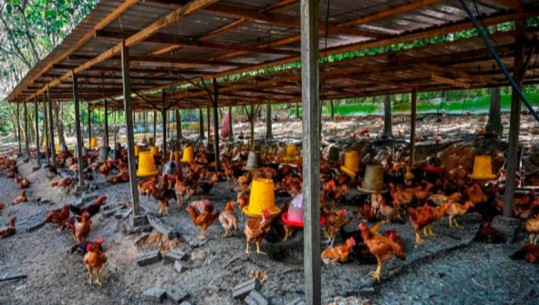 Gripi i shpendëve/ Pas Francës edhe Holanda asgjëson 29 mijë pula