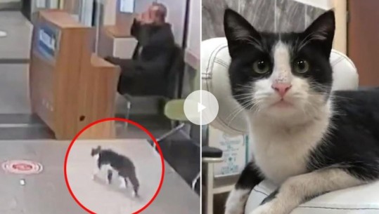 VIDEO/ 'Pacienti' i veçantë në Turqi! Macja me këmbë të thyer hyn duke çaluar në urgjencë  