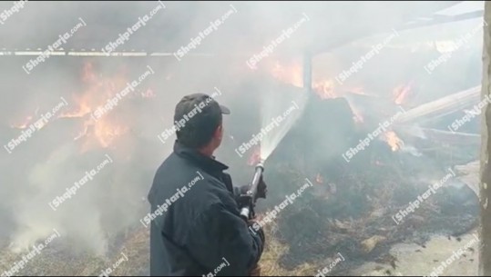 Shkrumbohet nga flakët magazina me ushqim për bagëtitë në Kurbin, pronari: Zjarrfikësja erdhi shpejt por nuk kishte ujë (VIDEO)