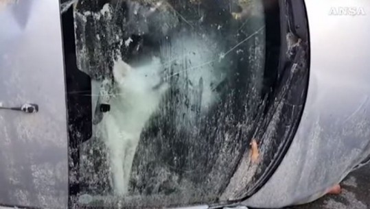 Video prekëse/ Mes fatkeqësisë në Itali qeni bllokohet në makinë