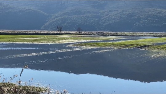 Fusha e Torovicës kthehet në ‘liqen’, 400 ha akoma nën ujë! Banori: Në këtë gjendje, e pamundur të mbjellim