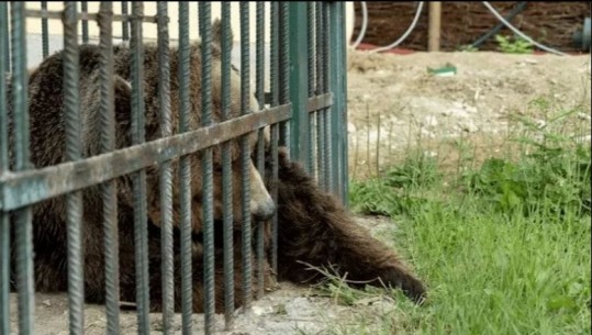 20 vite në një kafaz në Tiranë, Austria shpëton ariun e murrmë Mark! I fundit ‘i burgosur si atraksion’ në restorantet e Shqipërisë (VIDEO)