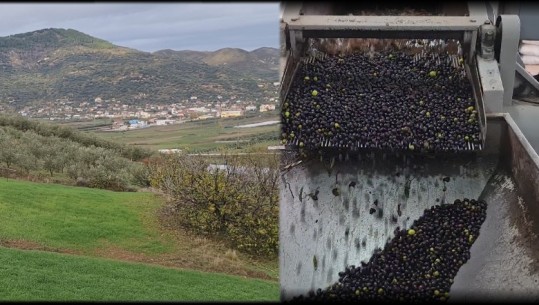 Mbiprodhimi/ Vaji ullirit mbetet pa shitur në Fier, fermerët: S’mbulojmë as shpenzimet