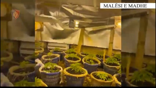 Malësi e Madhe/ Kultivuan 90 bimë kanabis në magazinë, arrestohet pronarja! Në kërkim 2 vëllezërit bashkëpunëtorë (VIDEO)