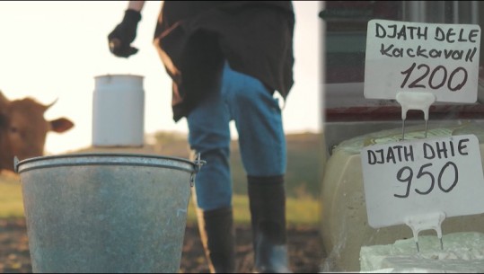Blegtoria në vështirësi, fermat e vogla drejt zhdukjes! Baxhot e bulmetit rrisin çmimet, prodhuesi:  S’ka qumësht në treg, 1 litër dyfish më shtrenjtë (VIDEO)