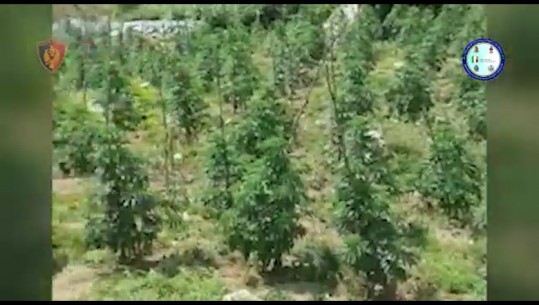 Report Tv siguron dokumentin, çfarë ka zbuluar GDF nga qielli në tokën shqiptare: Në 2016 rekord asgjësimi të bimëve narkotike, këtë vit gati 20 herë më pak 