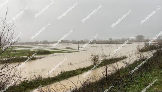 Situata nga reshjet e shiut në Lezhë, 550 ha tokë të përmbytura! Kuota e lumit Drin, Mat dhe Gjadër është normale