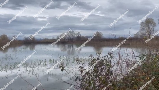 Moti i keq prek edhe Shkodrën, 400 hektarë tokë nën ujë (VIDEO)