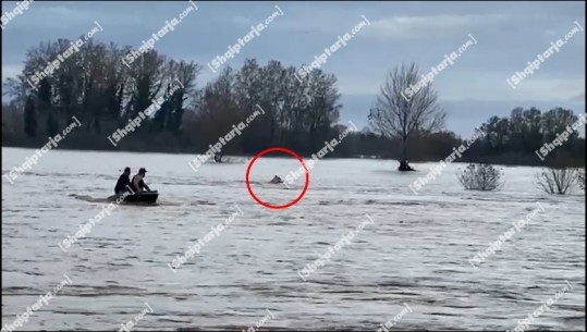 VIDEO-LAJM/ Përmbytjet në Lezhë, një kalë mbetet i bllokuar në mes të ujit! Banorët përpiqen ta shpëtojnë
