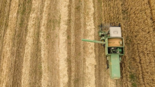 Subvencioni i grurit, ‘digjen’ mbi 10 mijë fermerë në Lushnjë, mbollën tokat me farën e vet, duhej fatura për aplikimin