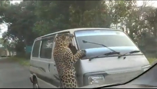 VIDEO/ Zbriti në qytet për të kërkuar ushqim, leopardi sulmon dhe plagos 15 persona në Indi 