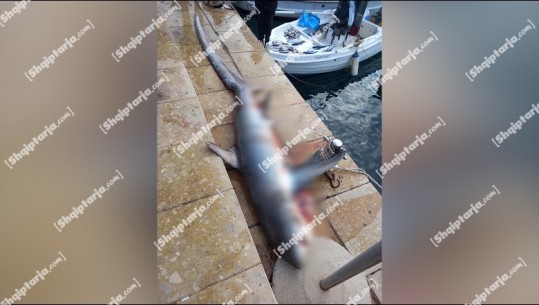 VIDEOLAJM/ Peshkatarët kapin peshkaqenin 150 kg në Sarandë