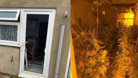 Kujdesej për bimët e kanabisit në ‘shtëpinë e barit’, arrestohet shqiptari në Angli