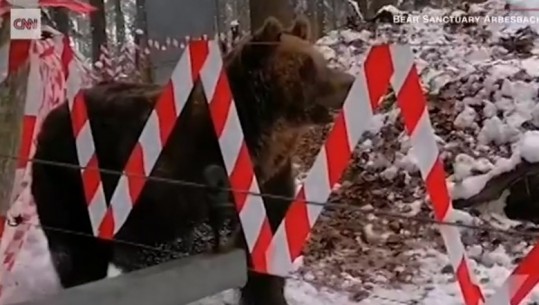Pas 20 viteve në robëri në një lokal në Tiranë, CNN publikon video nga ariu i murrmë në mes të pyllit 