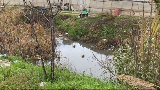 Fermerët në Dimal vadisin me ujë të ndotur: Fabrika e vajit të ullirit derdh mbetjet! Agjencia e Mjedisit: S’kemi konstatuar shkelje, s’e dimë shkakun