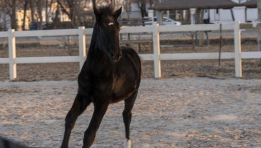 Klonohet kali në Kinë, ngjallen shpresat për sportet kalorsiake
