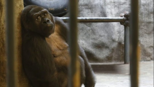 33 vjet e mbyllur në kafazin e një qendre tregtare, gorilla Tajlandë po ngordh nga mërzia (VIDEO)
