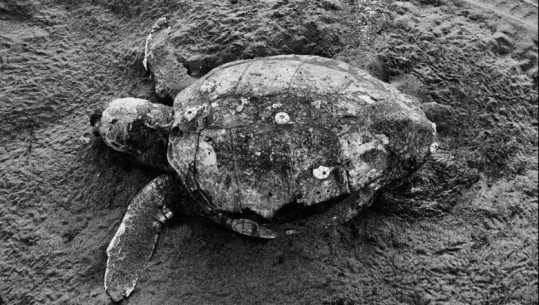 Ben Blushi: Historia e Shqipërisë në kujtimet e breshkës së detit