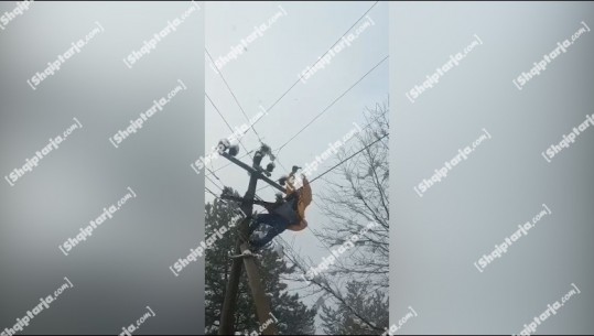 VIDEOLAJM/ Elektricistët sfidojnë të ftohtin në Elbasan dhe Berat, me tela në duar kalojnë vështirësitë dhe ngjiten në shtylla për rikthimin e energjisë elektrike
