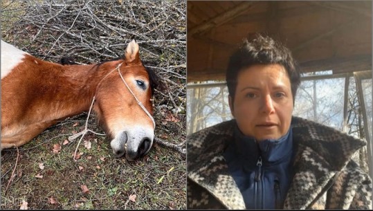 Vritet me çifte kali i fermës në Kolonjë, përlotet pronarja: Na hoqën një pjesëtar të familjes! Mendojmë se është e qëllimshme ndaj nesh (VIDEO)