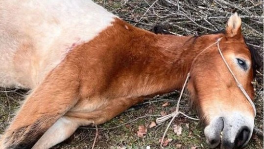 Hetimi në gjendje të lirë i 24 vjeçarit që i vrau kalin, pronarja e fermës në Kolonjë: Na vranë për herë të dytë! Ndihemi të kërcënuar për jetën