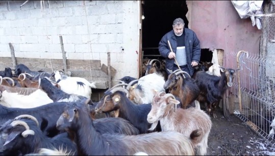 Blegtori nga Bulqiza me 350 krerë bagëti: Po falimentoj! AZHBR-ja të më ndihmojë për stalla dhe baxho